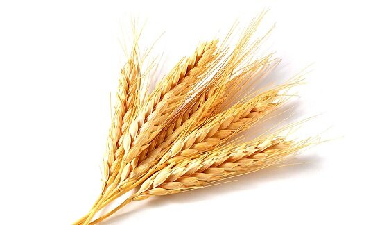 применение пшеницы для волос